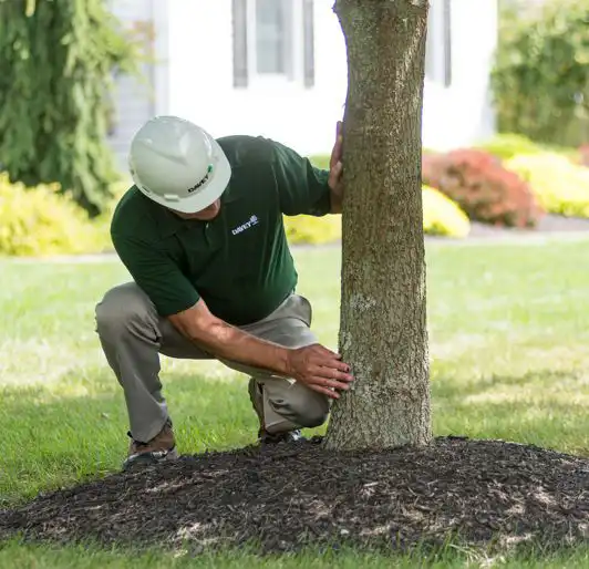 Tree Health Check service by Riverside Tree Service in Buffalo, NY
