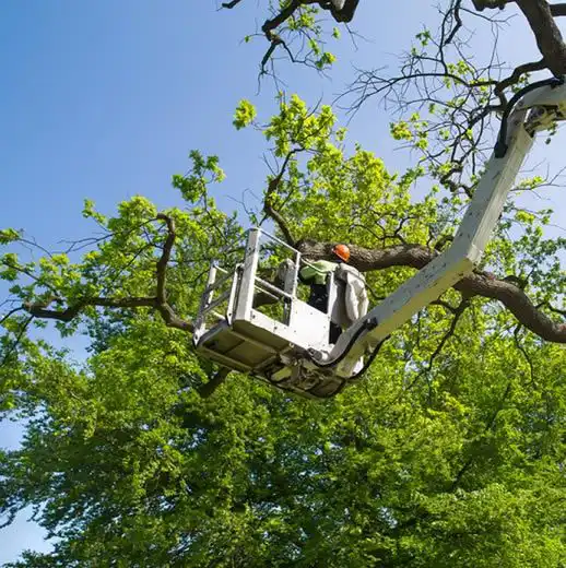 Tree Removal service by Riverside Tree Service in Buffalo, NY