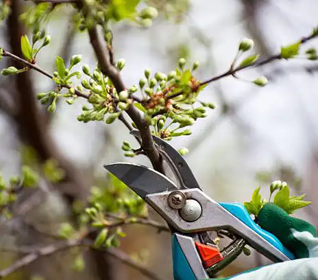 Tree Trimming service by Riverside Tree Service in Buffalo, NY