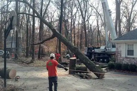 Massive Oak Removal - Riverside Tree Service project in Buffalo, NY