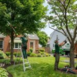 Tree trimming Service