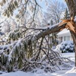 Tree Care in Buffalo